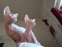 Sphynx Cats for sale in Minneapolis, Minnesota. price: $2,500