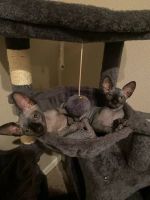 Sphynx Cats for sale in Charlotte, North Carolina. price: $547