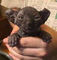 Sphynx Cats for sale in Columbia, South Carolina. price: $527