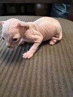 Sphynx Cats for sale in Brooklyn, New York. price: $1,800