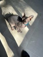 Sphynx Cats for sale in Charleston, West Virginia. price: $531