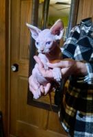 Sphynx Cats for sale in Omaha, Nebraska. price: $587