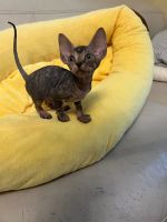 Sphynx Cats for sale in Brooklyn, New York. price: $1,500
