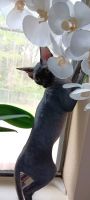 Sphynx Cats for sale in Spring, Texas. price: NA