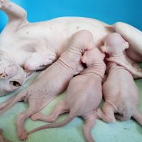 Sphynx Cats for sale in Miami, Florida. price: $3,000