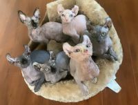 Sphynx Cats for sale in Tamarac, Florida. price: $1,500