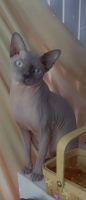 Sphynx Cats for sale in Palm Desert, California. price: $220,000