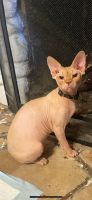 Sphynx Cats for sale in Los Angeles, California. price: $1,000