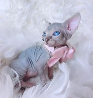 Sphynx Cats for sale in Newark, New Jersey. price: $600