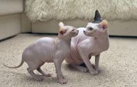 Sphynx Cats for sale in Baton Rouge, Louisiana. price: $500