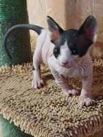 Sphynx Cats for sale in Shiloh, Ohio. price: $1,200