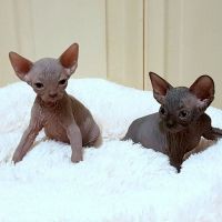 Sphynx Cats for sale in Tulsa, Oklahoma. price: $500