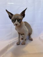 Sphynx Cats for sale in Sacramento, California. price: $1,000