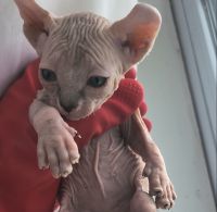 Sphynx Cats for sale in East Pittsburgh, Pennsylvania. price: $1,400