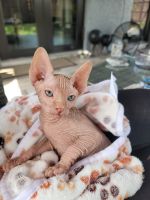 Sphynx Cats for sale in Ft. Lauderdale, Florida. price: $2,500