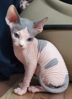 Sphynx Cats for sale in Union City, NJ 07087, USA. price: $1,500