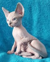 Sphynx Cats for sale in Union City, NJ 07087, USA. price: $1,500