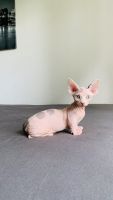 Sphynx Cats for sale in Düsseldorf, Nordrhein Westfalen. price: 800 EUR
