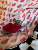 Sphynx Cats for sale in Long Beach, California. price: $1,300