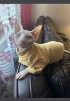 Sphynx Cats for sale in Brooklyn, New York. price: $1,000