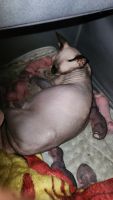 Sphynx Cats for sale in Poinciana, Florida. price: NA