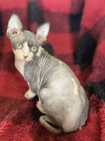 Sphynx Cats for sale in Granbury, TX, USA. price: $2,100