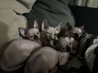 Sphynx Cats for sale in Philadelphia, Pennsylvania. price: $1,100