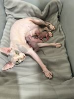 Sphynx cat for sale