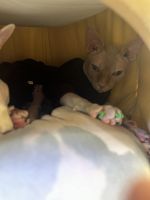 Sphynx cat for sale