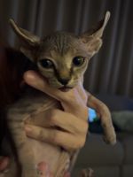 Hairless elf ear kittens