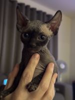 Hairless elf ear kittens