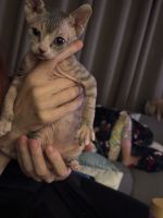 Sphynx Cats for sale in Beaumont, CA, USA. price: $2,000