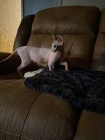 Meet Mimi she is looking for her for ever home