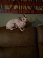 Meet Mimi she is looking for her for ever home