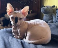 Sphynx / Bambino