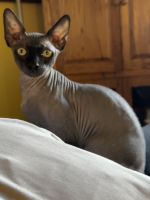 Sphynx / Bambino