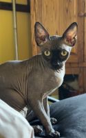 Sphynx Cats for sale in Plano, IL 60545, USA. price: $1,200