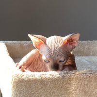 Adorable Sphynx Kittens Available