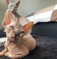 Adorable Sphynx Kittens Available