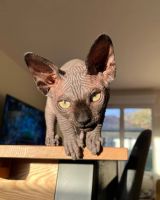 Sphnyx Kittens Available for Adoption