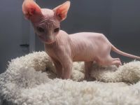 Sphnyx Kittens Available for Adoption