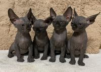 Sphynx kitten