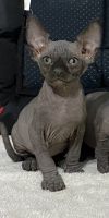 Sphynx kitten