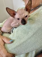 14 week old Sphynx Kittens for sale