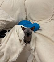 1 1/2 year old bambino