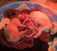 Sphynx Cats for sale in 610 N Plum St, Havana, IL 62644, USA. price: $1,200