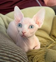 Sphynx Cats for sale in Port Richey, FL, USA. price: NA