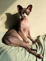 Sphynx Cats for sale in Rogue Valley, Oregon 97502, USA. price: $600