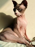 Male sphynx cat