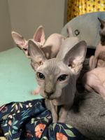 Sphynx Cats for sale in Newport News, VA, USA. price: $2,100